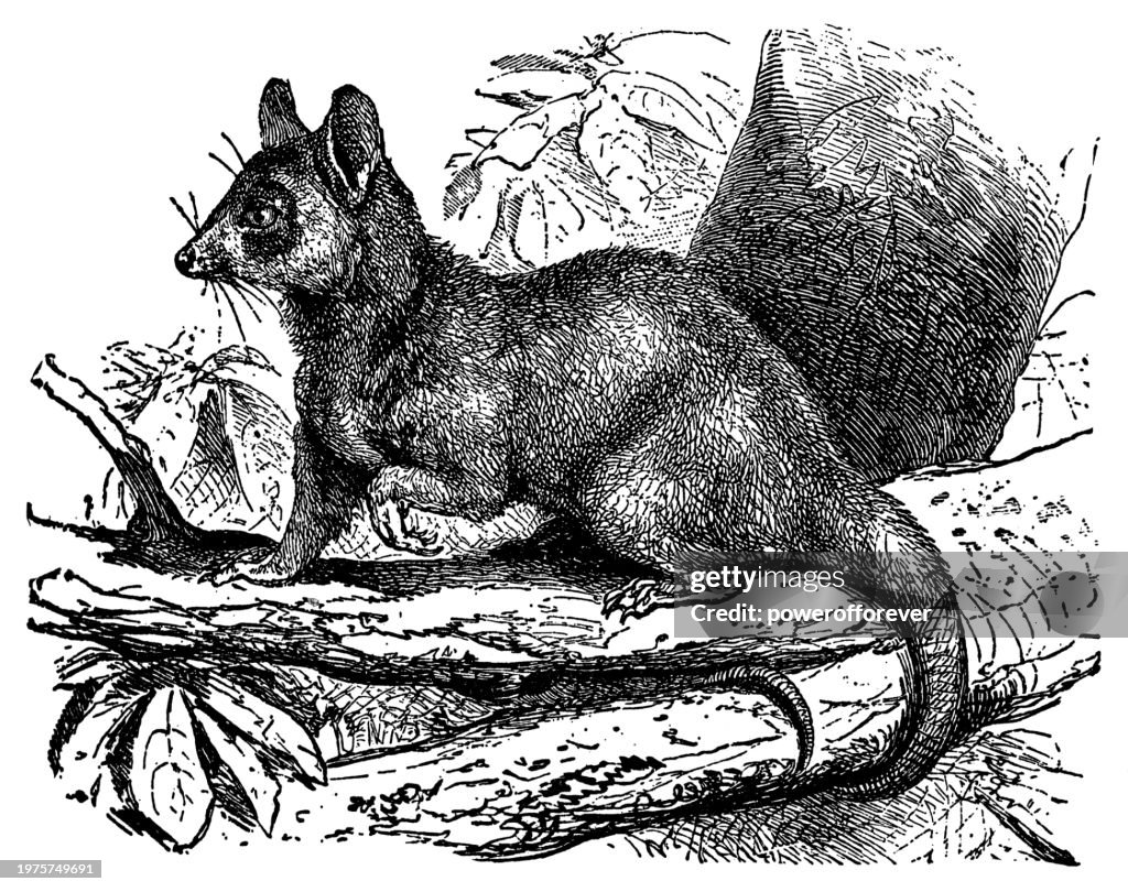Virginia Opossum (Didelphis Virginiana) - 19th Century