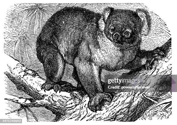 koala-bär (phascolarctos cinereus) - 19. jahrhundert - baumbewohnendes tier stock-grafiken, -clipart, -cartoons und -symbole