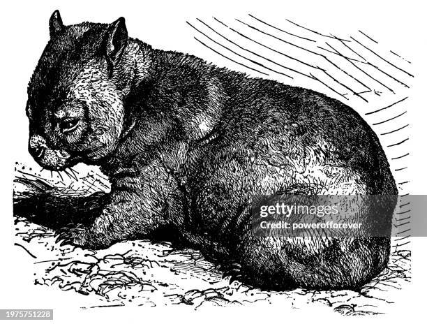 common wombat (vombatus ursinus) - 19th century - australian wombats stock illustrations