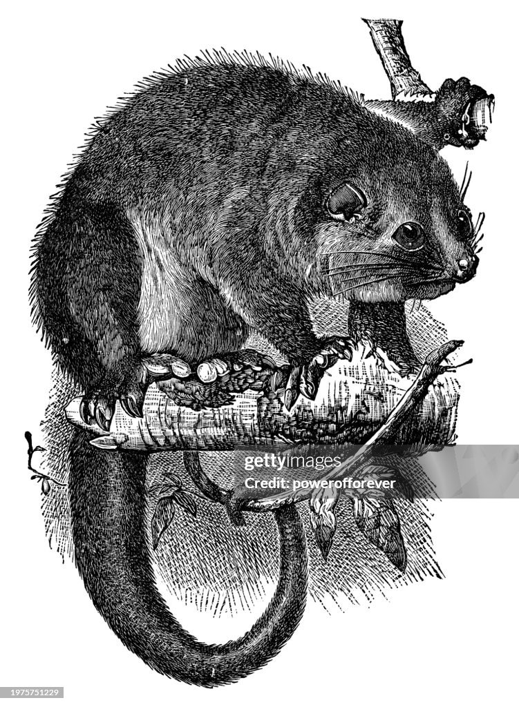Bare-Tailed Woolly Opossum (Caluromys Philander) - 19th Century