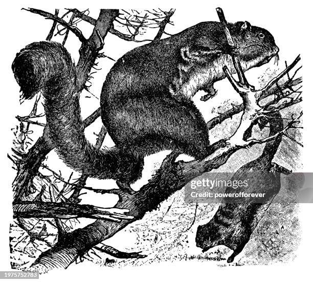 zuckergleiter (petaurus breviceps) - 19. jahrhundert - baumbewohnendes tier stock-grafiken, -clipart, -cartoons und -symbole