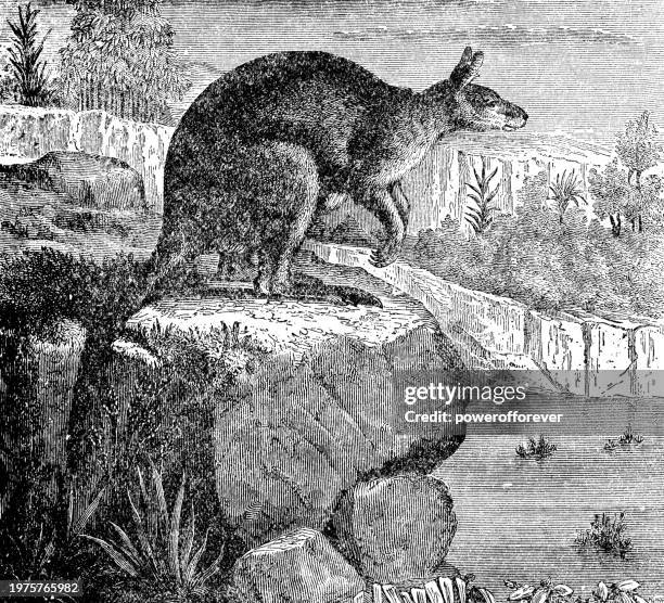 eastern grey kangaroo (macropus giganteus) - 19th century - eastern gray kangaroo stock illustrations