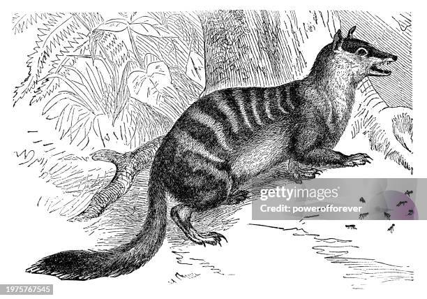 numbat (myrmecobius fasciatus) - 19th century - numbat stock illustrations