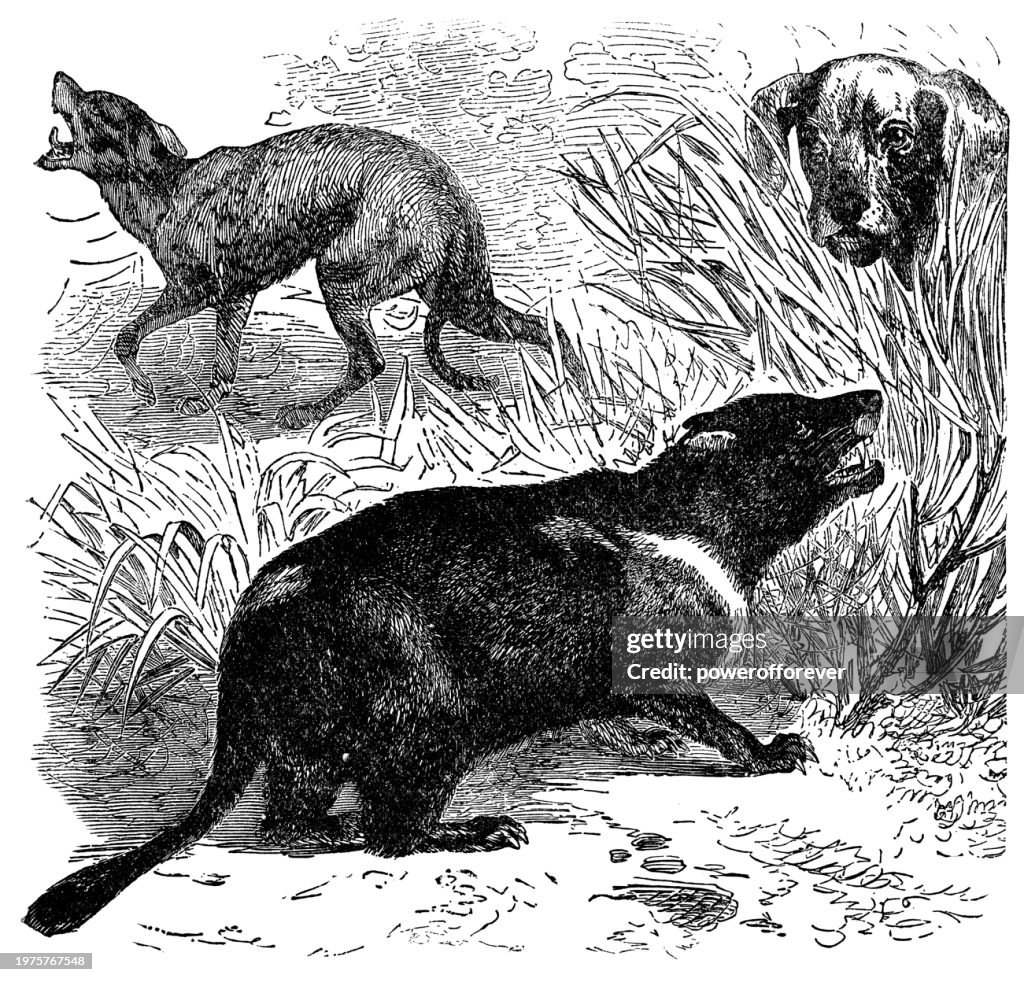 Tasmanian Devils (Sarcophilus Harrisii) - 19th Century