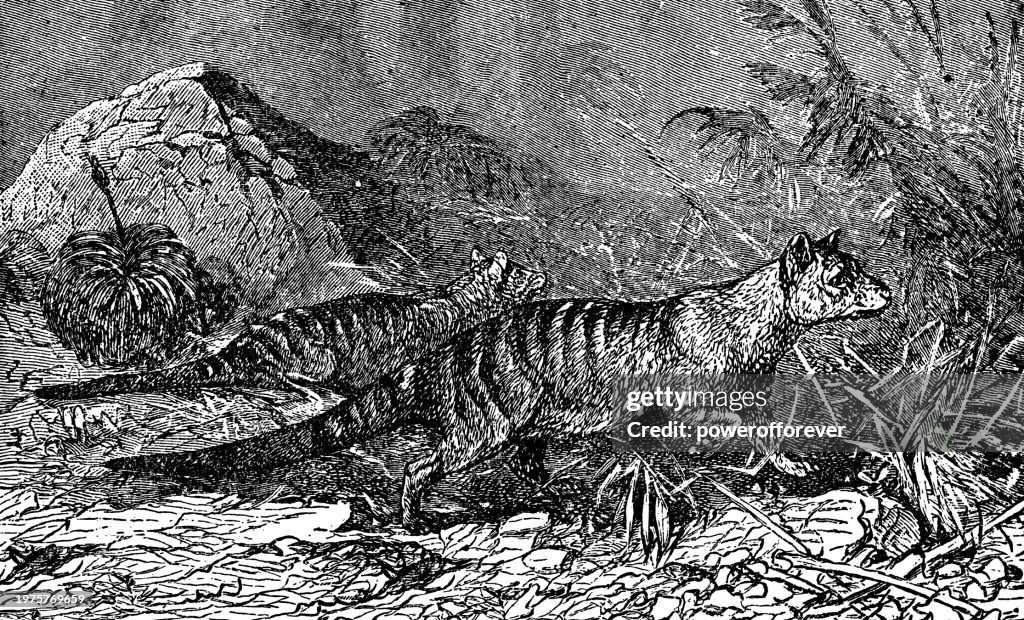 Tasmanian Wolves (Thylacinus Cynocephalus) - 19th Century