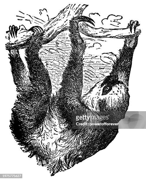 linnés zweifingerfaultier (choloepus didactylus) - 19. jahrhundert - hoffmans two toed sloth stock-grafiken, -clipart, -cartoons und -symbole