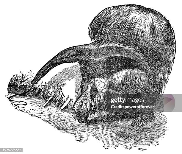 giant anteater (myrmecophaga tridactyla) - 19th century - giant anteater stock illustrations