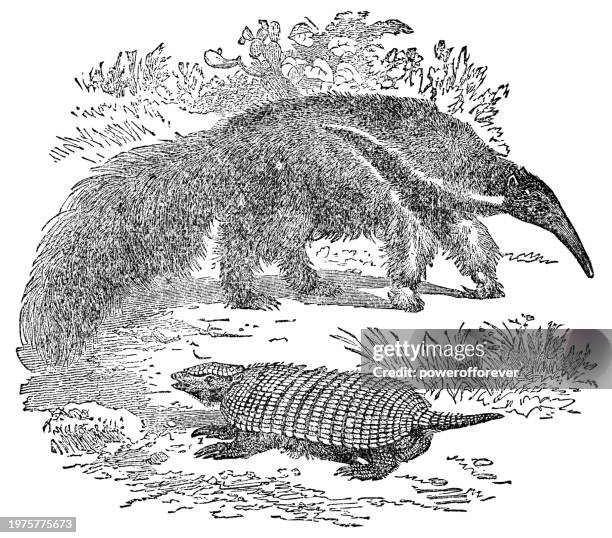 ilustraciones, imágenes clip art, dibujos animados e iconos de stock de oso hormiguero gigante (myrmecophaga tridactyla) y armadillo peludo grande (chaetophractus villosus) - siglo xix - oso hormiguero gigante