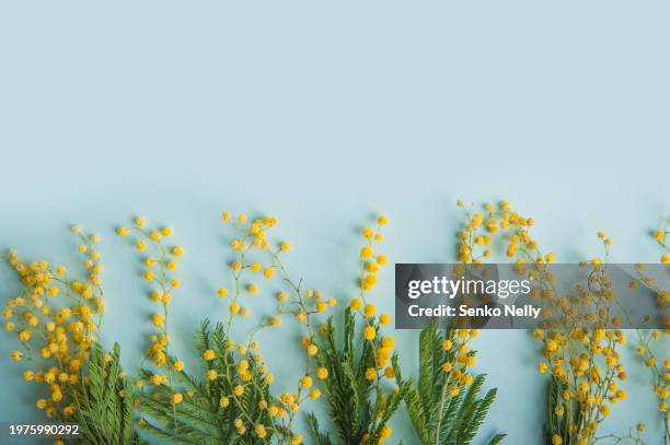 mimosa on blue background and copy space. - mimosa foto e immagini stock