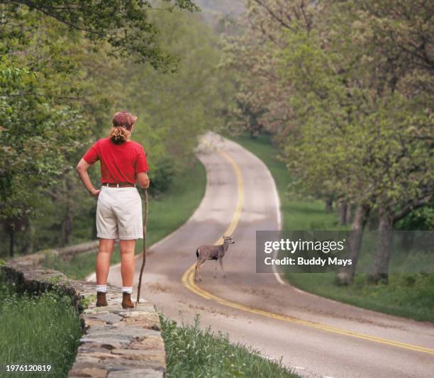 Young female hiker watches a white-tailed deer cross the main park road in the mountains of Shenandoah National Park in Virginia, 2005. Photo by...