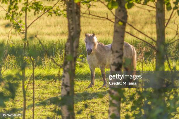 cute beige pony on pasture in sunshine - shetland pony stock pictures, royalty-free photos & images