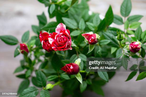 potted miniature rose - ali rose stock pictures, royalty-free photos & images