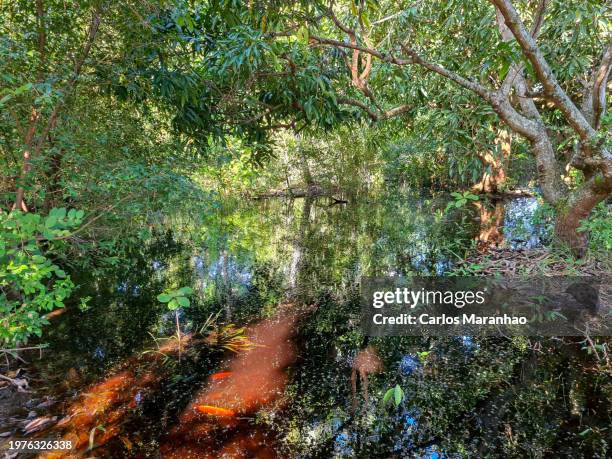 flooded forest - aracaju stock pictures, royalty-free photos & images