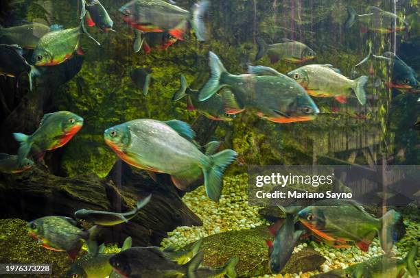 group of red belly pacu - pacu fish stock pictures, royalty-free photos & images