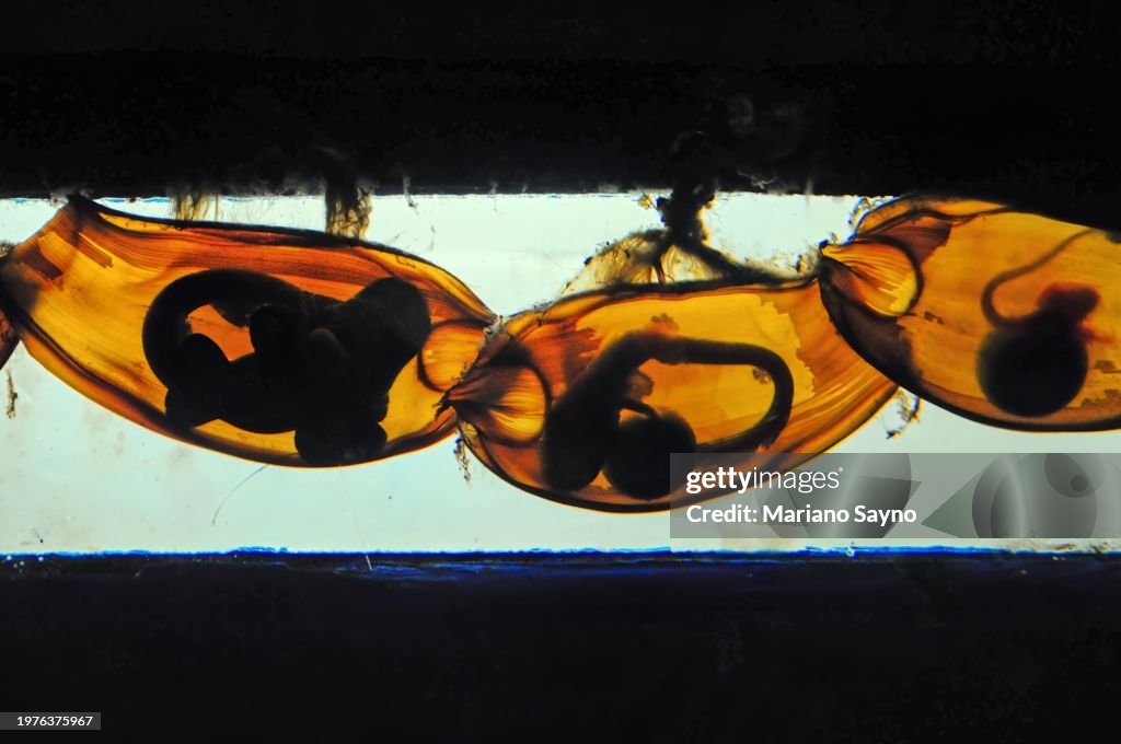 Macro shot of three shark eggs lined up together.