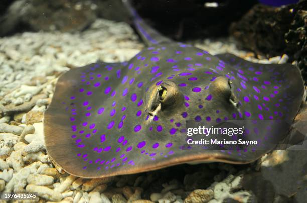 front view bluespotted ribbontail ray resting on white pebbles - stingray stock pictures, royalty-free photos & images