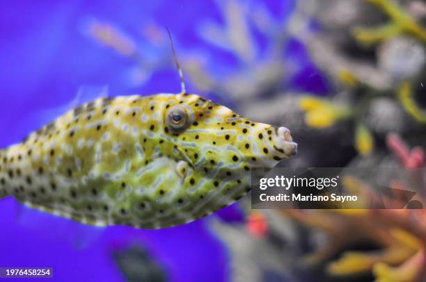 Small Filefish Small Fishes Deep Water Photos and Premium High Res Pictures - Getty Images