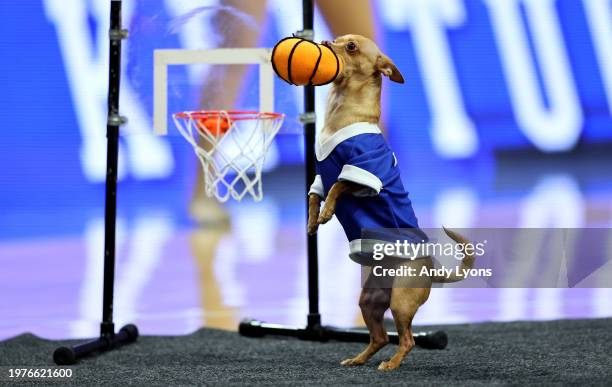 Scooby performs during half time of the Florida Gators game against the Kentucky Wildcats at Rupp Arena on January 31, 2024 in Lexington, Kentucky.