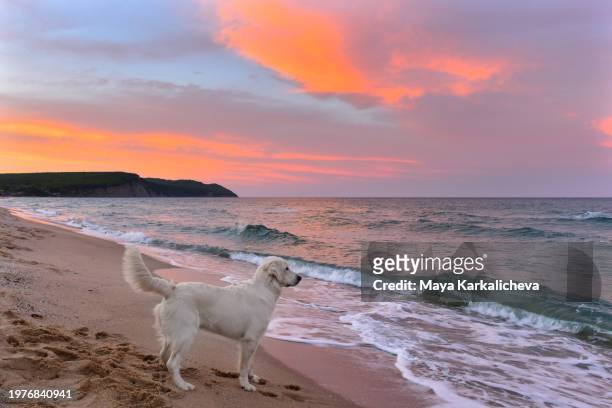 golden retriever dog at the beach - varna stock pictures, royalty-free photos & images