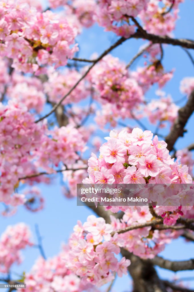 Pink Cherry Blossoms