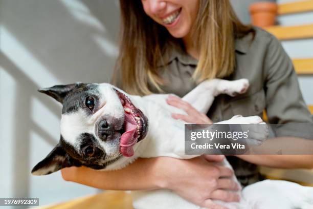 unrecognizable woman caressing french bulldog at staircase. lifestyles with animals at home. - buldogue francês imagens e fotografias de stock