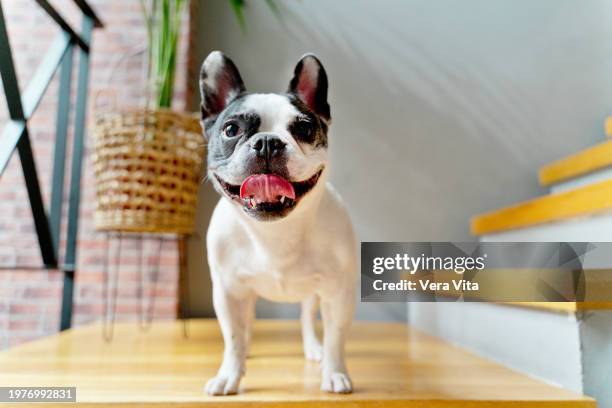 horizontal low angle view of french bulldog standing at wooden staircase at home - buldogue francês imagens e fotografias de stock