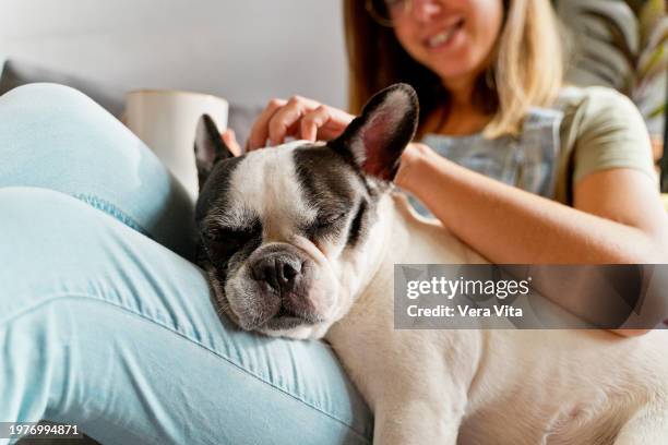 unrecognizable woman caressing french bulldog relaxed on the couch. lifestyles with animals at home. - buldogue francês imagens e fotografias de stock