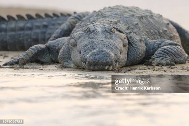 marsh crocodile (crocodylus palustris) resting on sand bank at chambal river - gharial stock pictures, royalty-free photos & images
