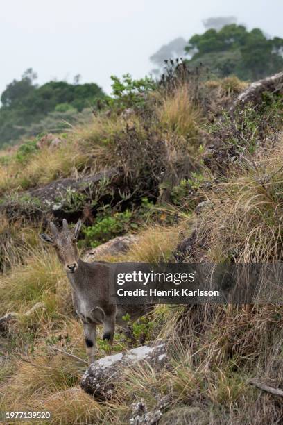 a nilgiri tahr (nilgiritragus hylocrius) in mountain habitat - nilgiri tahr stock pictures, royalty-free photos & images