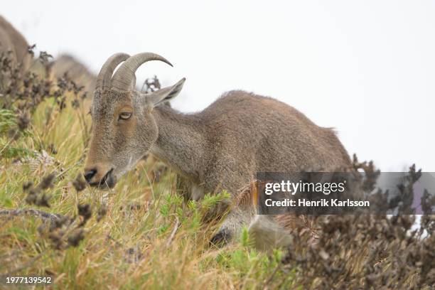 close- up of a nilgiri tahr (nilgiritragus hylocrius) - nilgiri tahr stock pictures, royalty-free photos & images