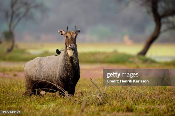 nilgai (boselaphus tragocamelus) - nilgai stockfoto's en -beelden