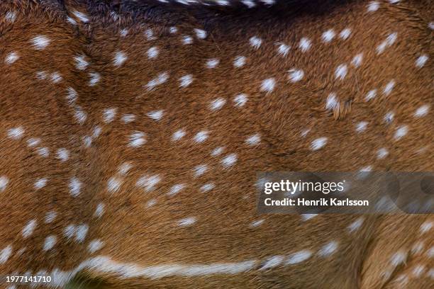 close-up of a chital´s (axis axis) fur - spotted deer stock pictures, royalty-free photos & images