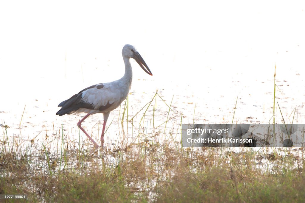 Asian openbill stork (Anastomus oscitans) walking along wetland shore