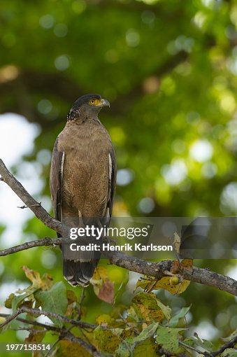 Crested serpent eagle (Spilornis cheela) perched in a tree Crested serpent eagle (Spilornis cheela) perched in a tree