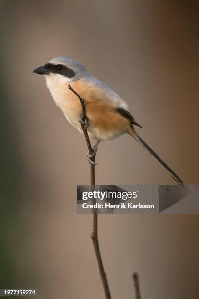 long-tailed shrike (lanius schach) perched on a branch - lanius schach stock pictures, royalty-free photos & images