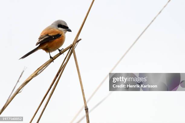 long-tailed shrike (lanius schach) perched on branch - lanius schach stock pictures, royalty-free photos & images