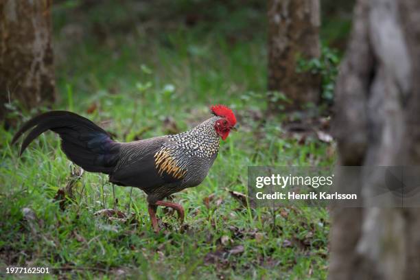 gray junglefowl (gallus sonneratii) walking in rain forest - gallus gallus stock pictures, royalty-free photos & images