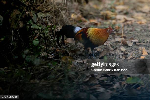 red junglefowl (gallus gallus) in a forest - gallus gallus stock pictures, royalty-free photos & images