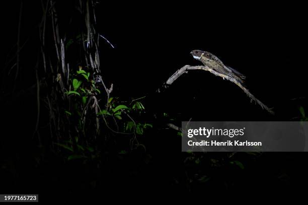 great eared nightjar (lyncornis macrotis) perched on a branch - nightjar stock pictures, royalty-free photos & images