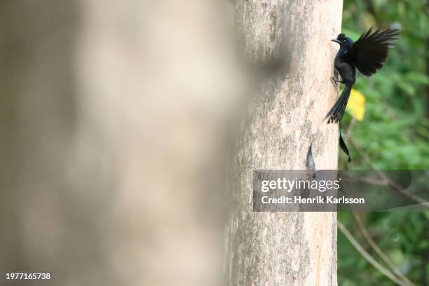 A Racket Tree 54 Racket Tailed Stock Photos, High-Res Pictures, and Images - Getty Images