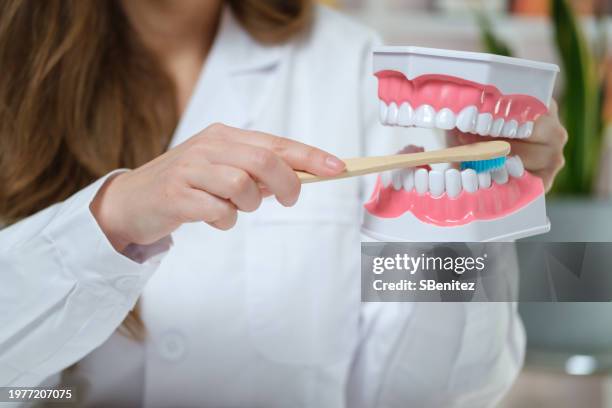 doctor demonstrates brushing teeth on model of jaws - künstliches gebiss stock-fotos und bilder