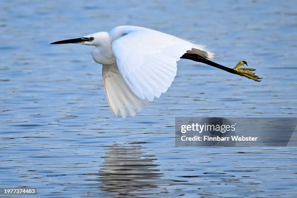 Little egret flies over the water at Lodmoor Nature Reserve, on February 01, 2024 in Weymouth, United Kingdom.