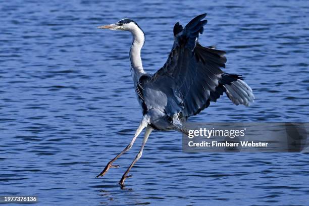 Grey heron lands on the water at Lodmoor Nature Reserve, on February 01, 2024 in Weymouth, United Kingdom.