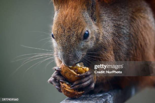 Red squirrel also known as Eurasian red squirrel eats a walnut in Krakow, Poland on February 1st, 2024.