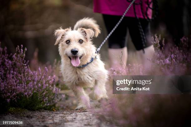 dog walking on a leash - mixed breed dog stock pictures, royalty-free photos & images