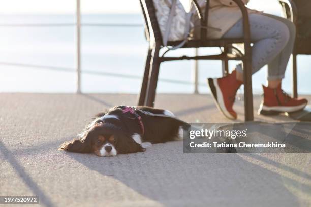 a cavalier king charles dog lies near his owner's feet in an outdoor cafe. pets concept. - rim light portrait stock pictures, royalty-free photos & images