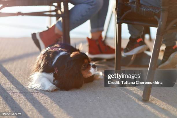 a cavalier king charles dog lies near his owner's feet in an outdoor cafe. pets concept. - rim light portrait stock pictures, royalty-free photos & images
