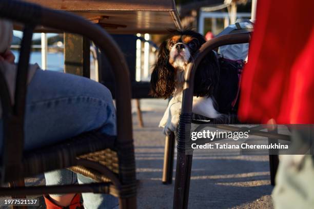 a cavalier king charles dog lies on a chair in an outdoor cafe. pets concept. - rim light portrait stock pictures, royalty-free photos & images