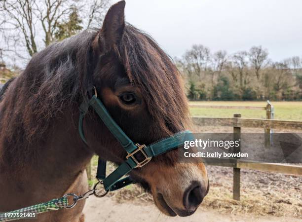 welsh pony horse in stable yard wearing headcollar - welsh pony stockfoto's en -beelden