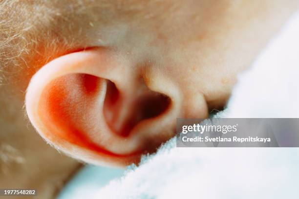 4 538 New Ear Stock Photos High Res Pictures And Images Getty Images 4-538-new-ear-stock-photos-high-res-pictures-and-images-getty-images